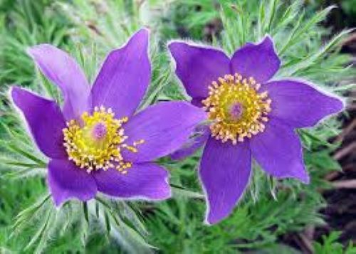 South Dakota state flower, the American pasque