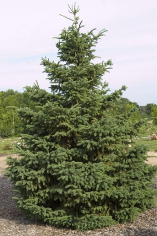 South Dakota state tree, the Black Hills spruce