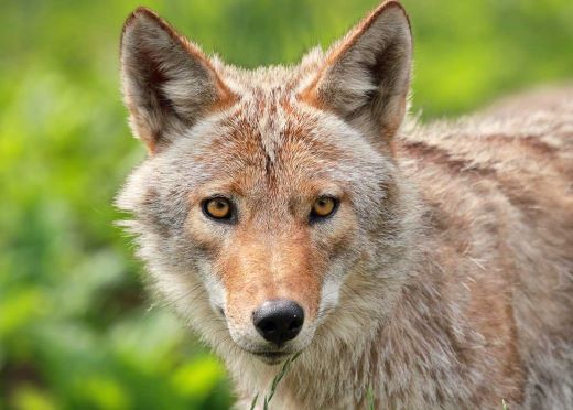 South Dakota state animal, the coyote