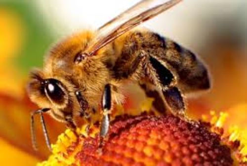South Dakota state insect, the honey bee