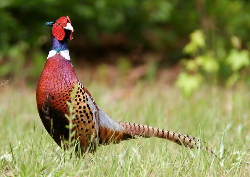 South Dakota state bird, the ring-necked pheasant