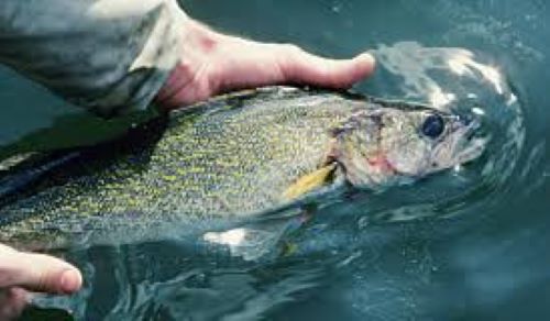 South Dakota state fish, the walleye