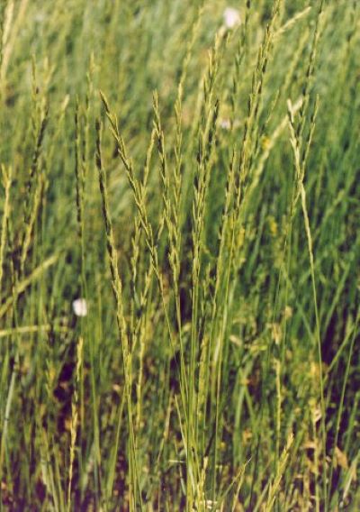 South Dakota state grass, western wheatgrass
